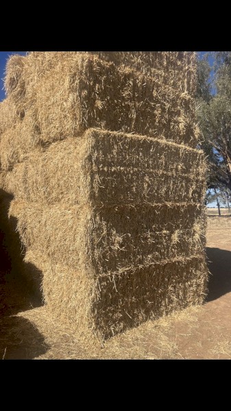 barley straw header tailings 