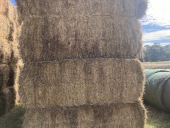 barley straw header tailings 