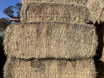 barley straw header tailings 