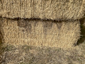 barley straw header tailings 
