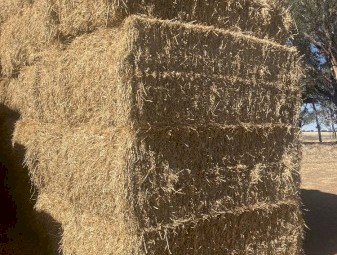 barley straw header tailings 