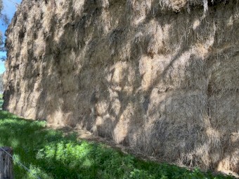 Barley rye grass mix