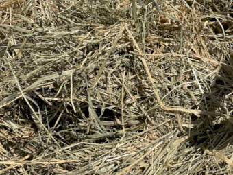 Barley rye grass mix