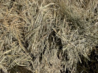 Barley rye grass mix