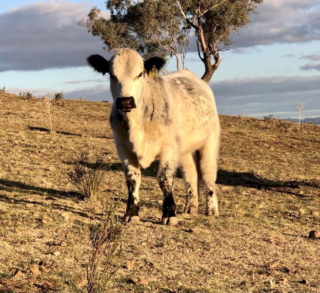 S2 speckle park bull