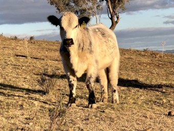 S2 speckle park bull