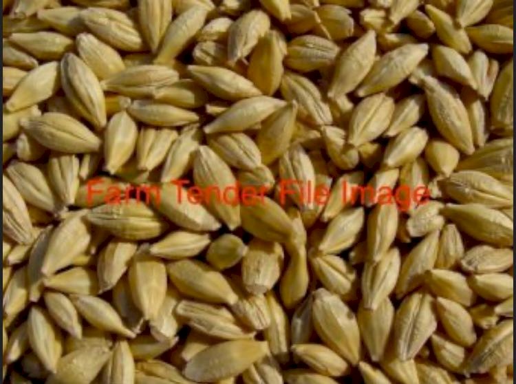 Maximus Barley Seed