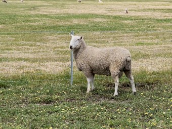 Border Leicester Rams x 22