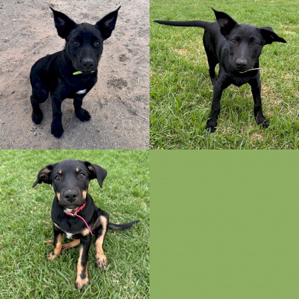 Purebred Kelpie pups