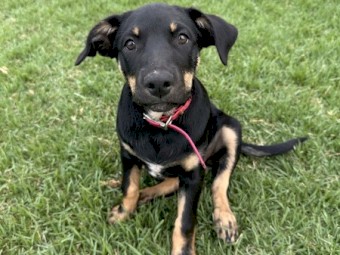 Purebred Kelpie pups