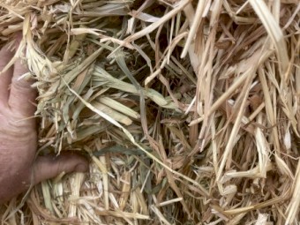 Oaten Hay 8x4x3 Bales