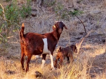 "GOATS" Boer Doe's and Kids