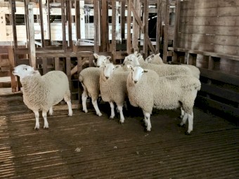 Border Leicester Rams x 22