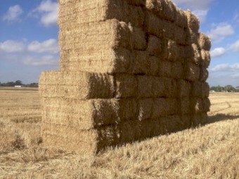 50mt Wheat Straw 500kg 8x4x3 Bales