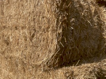 50mt Wheat Straw 500kg 8x4x3 Bales
