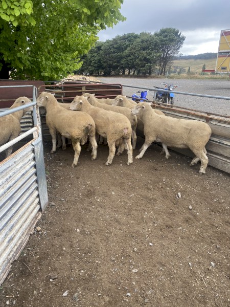 Poll Dorset Rams