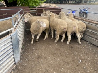 Poll Dorset Rams