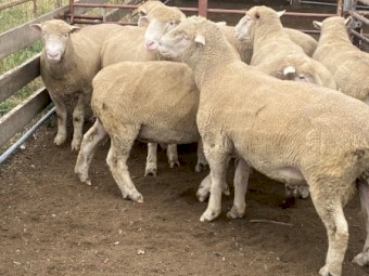 Poll Dorset Rams