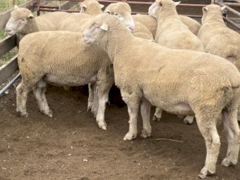 Poll Dorset Rams
