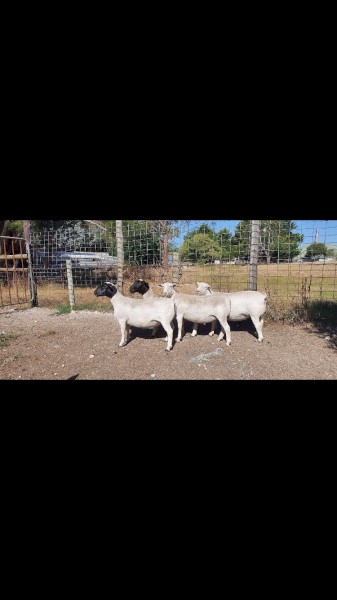 19 x Dorper Ewes