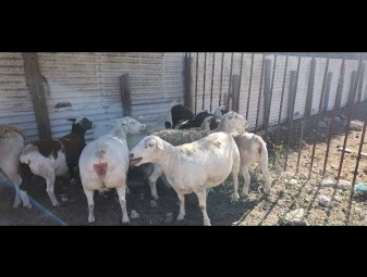 19 x Dorper Ewes
