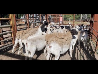 19 x Dorper Ewes