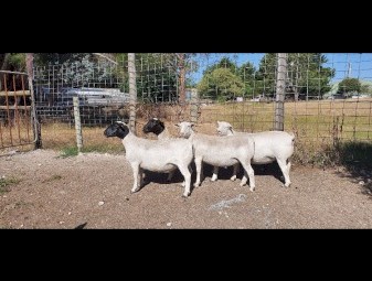 19 x Dorper Ewes