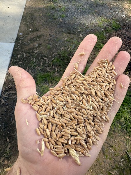 Triticale - Astute 