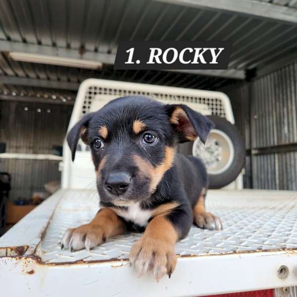 5 - Kelpie Collie x Kelpie pups