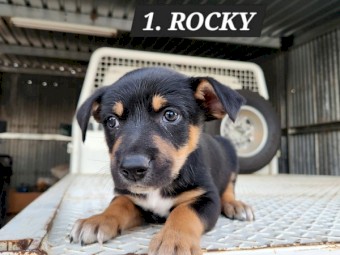 5 - Kelpie Collie x Kelpie pups