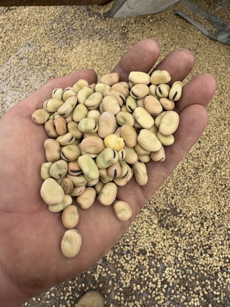 Faba Beans