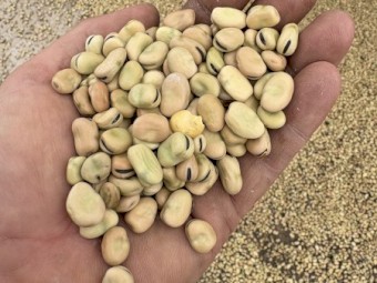Faba Beans