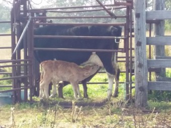 Foster cow & calves