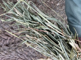 Barley Hay 