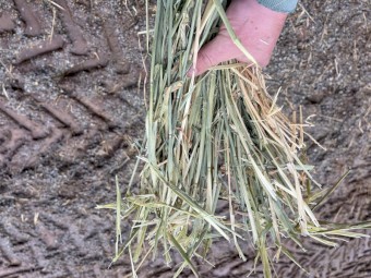 Barley Hay 