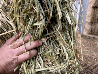 Barley Hay 