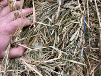 Barley Hay 