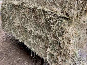 Barley Hay 