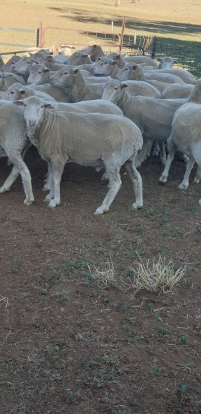 20 x Wethers