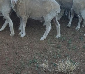 20 x Wethers