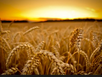 WANTED Cessario Red Wheat Seed