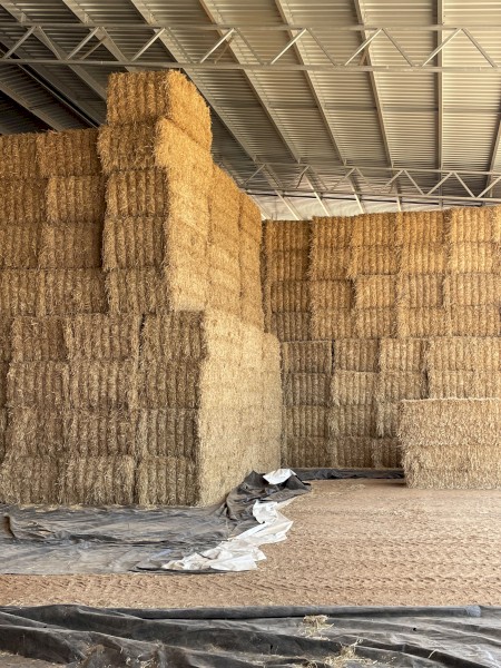 Barley Straw 8x4x3 Bales
