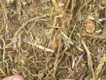 500mt Vetch Hay 625kg 8x4x3 Bales