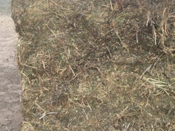 500mt Vetch Hay 625kg 8x4x3 Bales