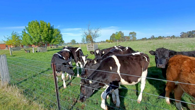 Friesian steers 