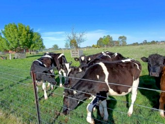 Friesian steers 