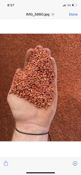 WANTED Illabo Wheat Seed