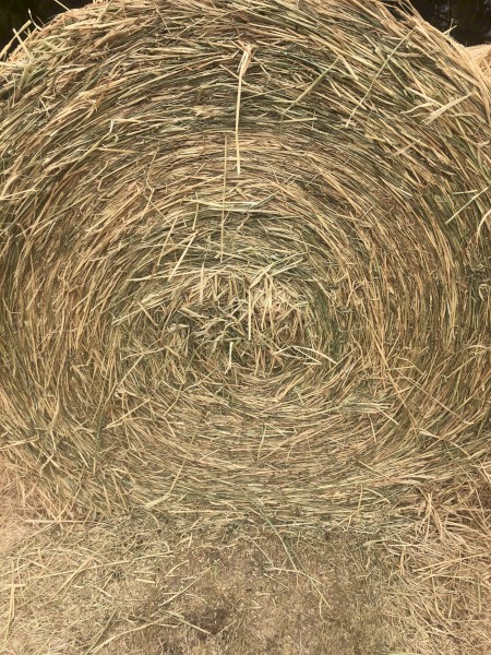 Barley Hay