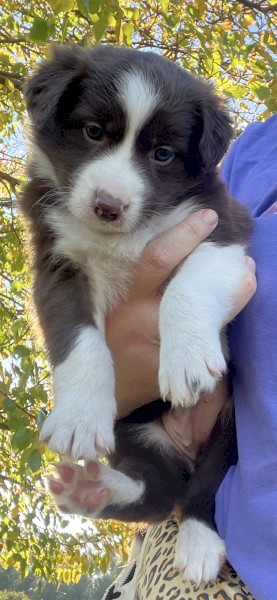 border collie puppy 