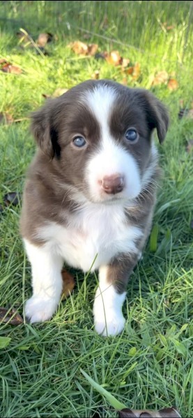Border Collie Puppy